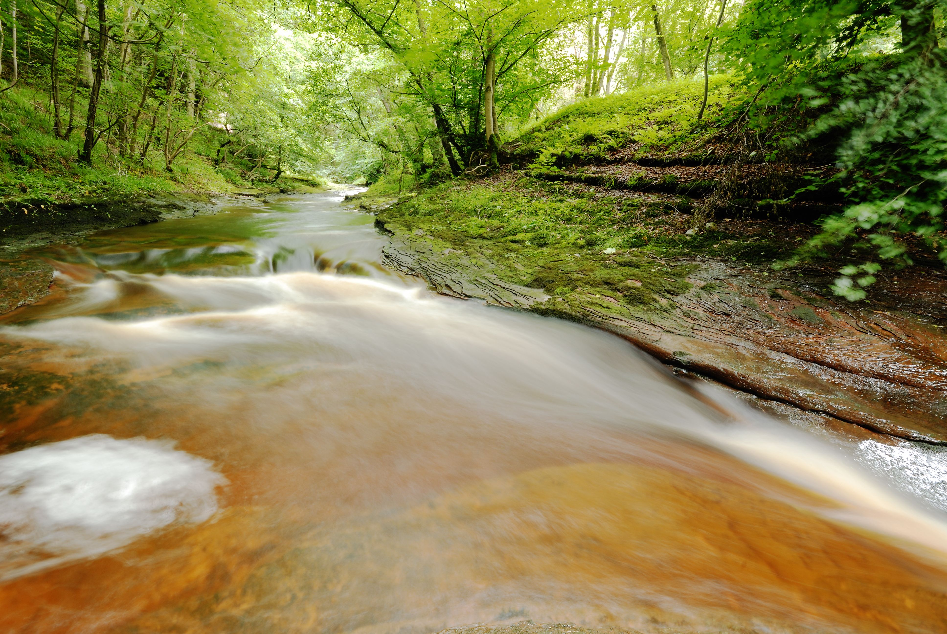 Gelt Woods